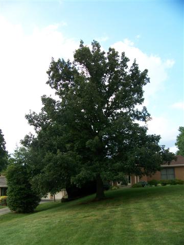 Quercus bicolor Quercus.bicolor(Small).JPG