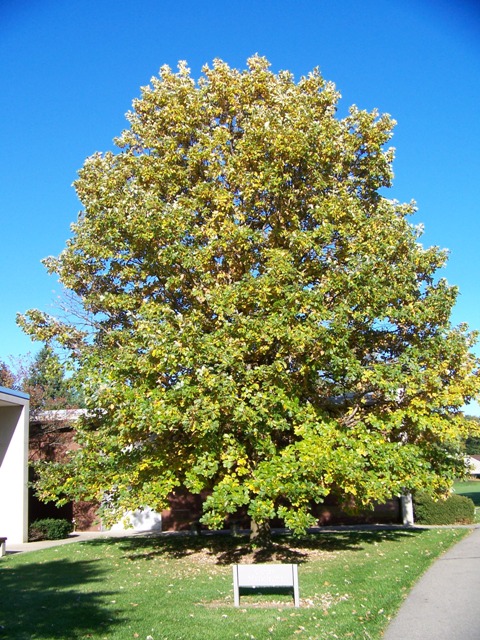 Picture of Quercus bicolor  Swamp White Oak