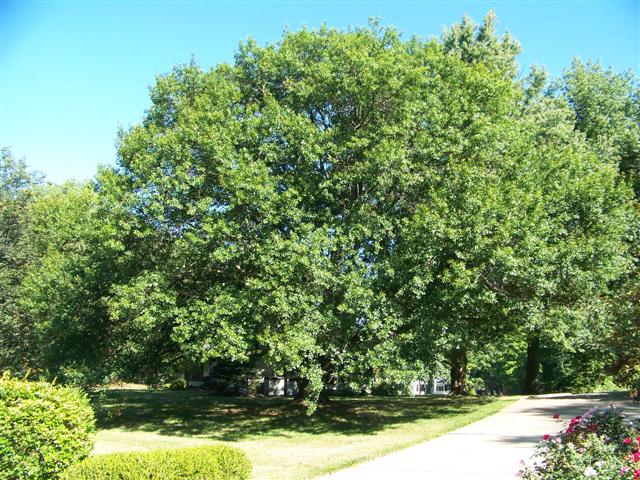 Quercus nigra Quercus.nigra.130PenwoodLakesidePark.JPG