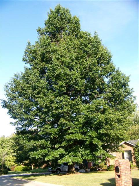 Quercus palustris Quercus.palustris.Lakeside.JPG