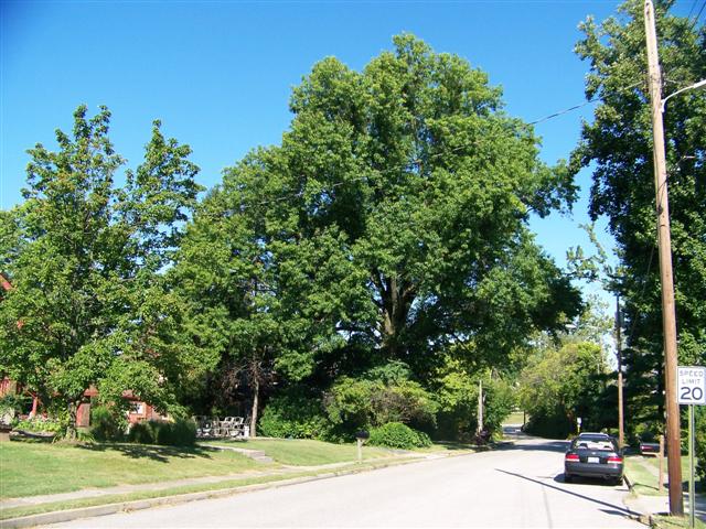 Quercus palustris Quercus.palustris.Lakeside.Park.JPG