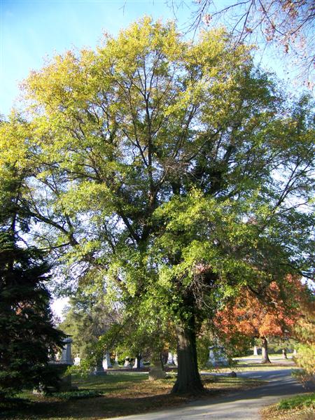 Picture of Quercus nigra  Water Oak