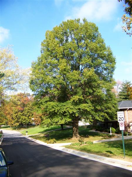 Picture of Quercus phellos  Willow Oak