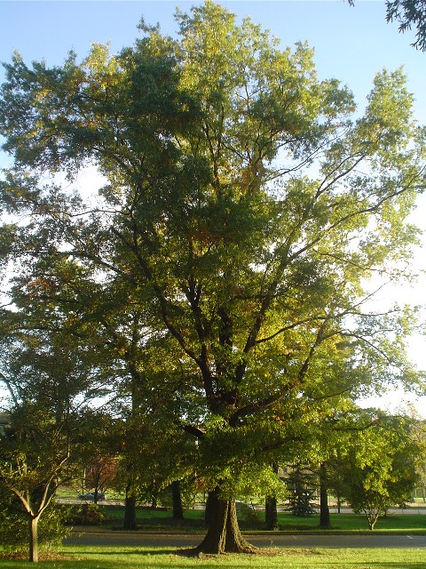 Picture of Quercus phellos  Willow Oak