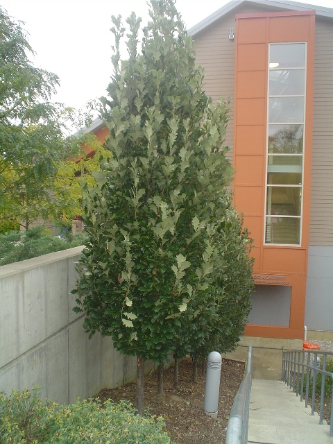 Picture of Quercus robur x Q. bicolor 'Rosehill' Rosehill English Oak
