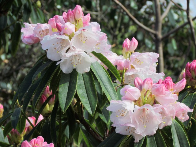 Rhododendron morii RBGEdinburghRhododendronMoriiMaculifera.JPG