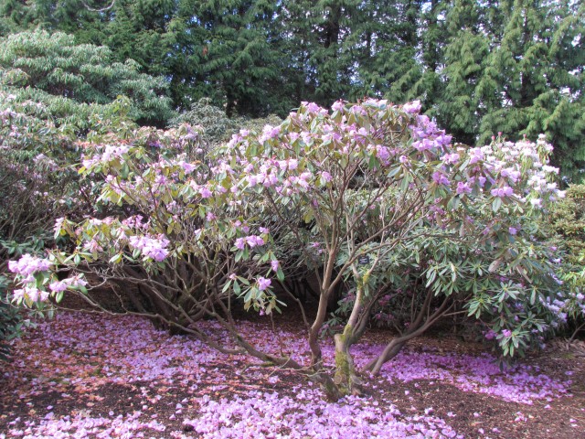 Rhododendron ririei RBGEdinburghRhododendronRiriei.JPG