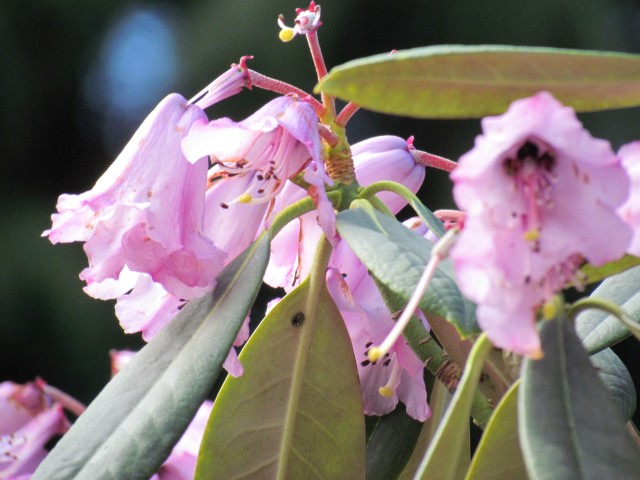 Rhododendron ririei RBGEdinburghRhododendronRirieiFlower.JPG
