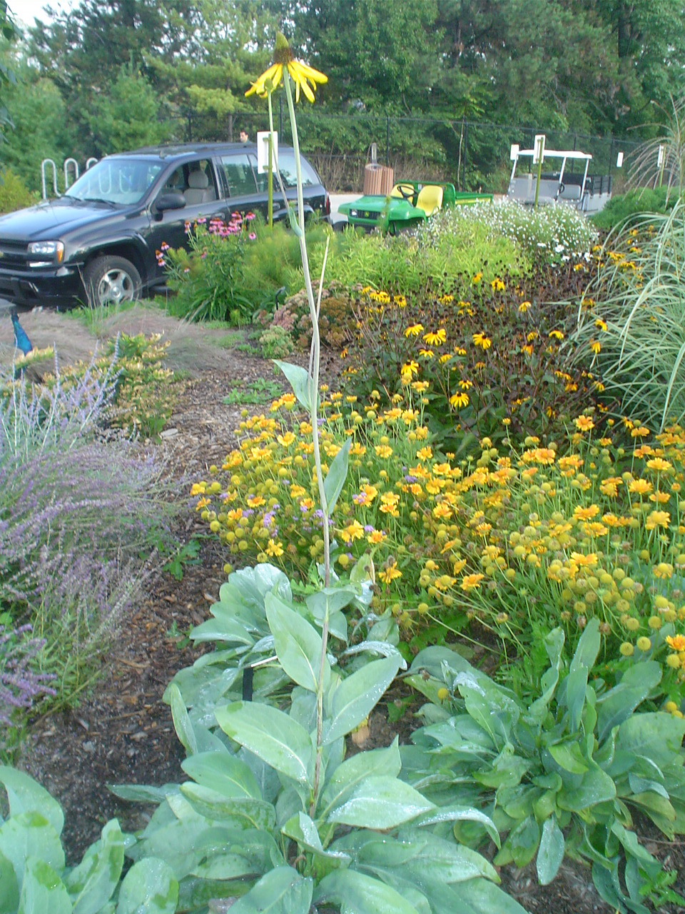 Picture of Rudbeckia%20maxima%20%20Great%20Coneflower