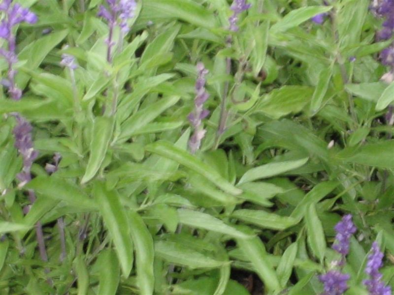 Salvia farinacea Salvia_farinacea_foliage.JPG