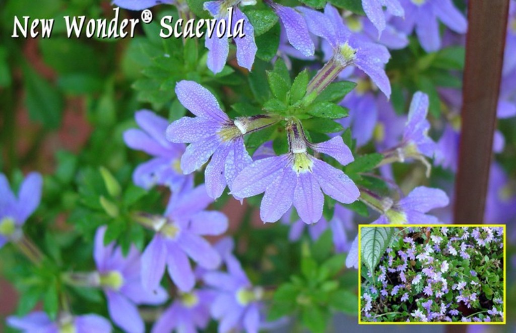Picture of Scaevola aemula 'New Wonderï¿½ï¿½' New Wonderï¿½ï¿½ Fan Flower