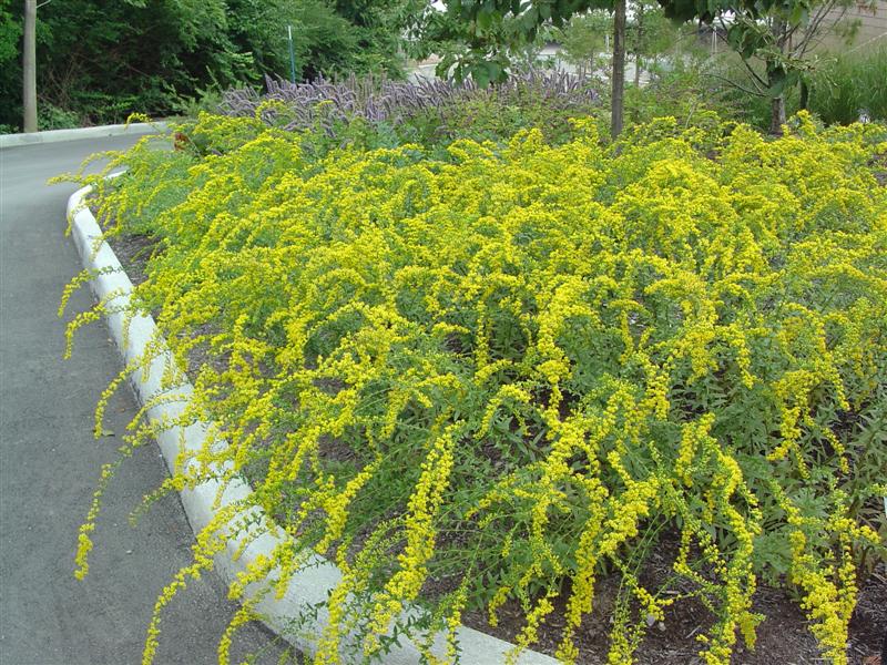 Picture of Solidago shortii  Short's Goldenrod