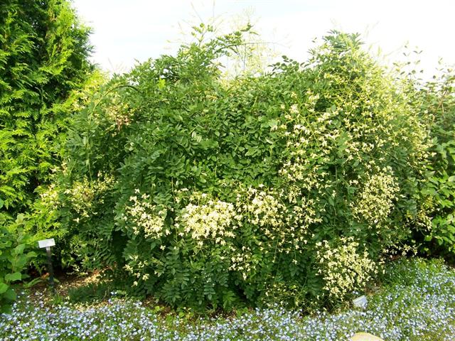 Picture of Sophora japonica 'Pendula' Weeping Japanese Pagoda Tree
