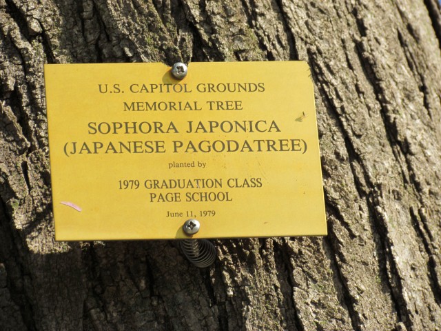 Sophora japonica SophoraJaponica2CapitolHillSign.JPG