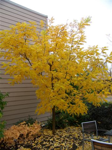 Picture of Sophora japonica  Japanese Pagodatree