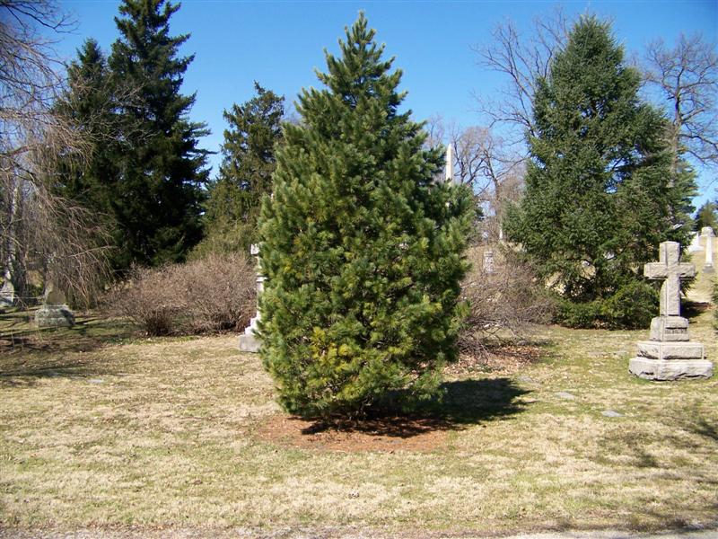 Picture of Pinus%20cembra%20%20Swiss%20Stone%20Pine