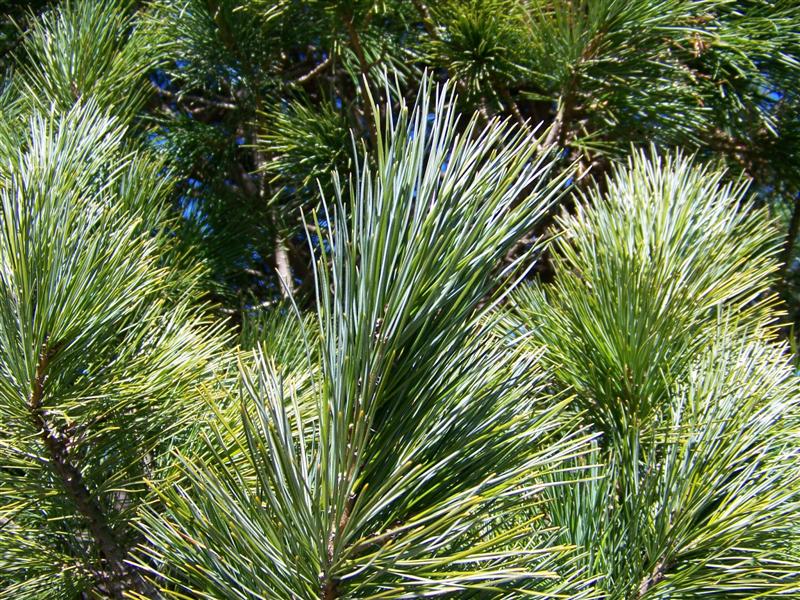 Picture of Pinus%20cembra%20%20Swiss%20Stone%20Pine