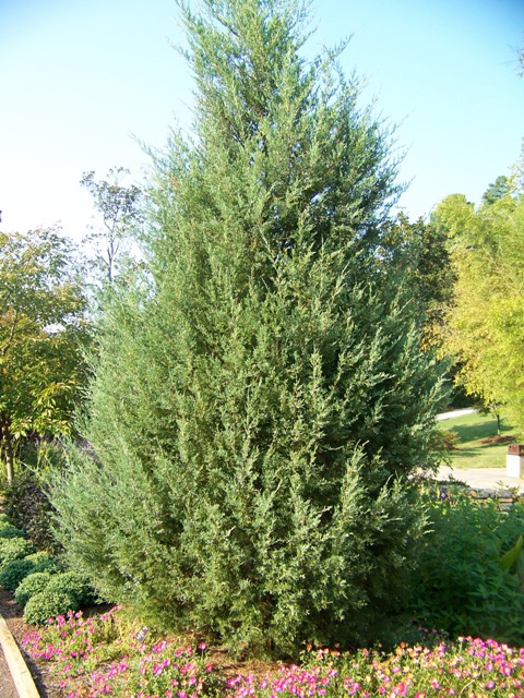 Picture of Juniperus%20virginiana%20'Stover'%20Stover%20Eastern%20Redcedar