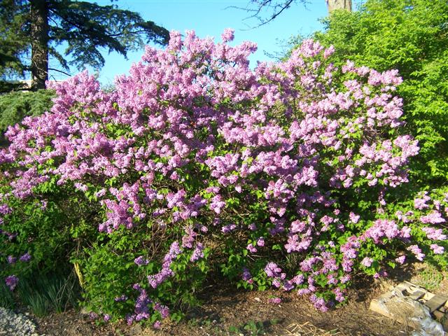 Picture of Syringa x hyacinthiflora 'Assessippi' Assessippi Lilac