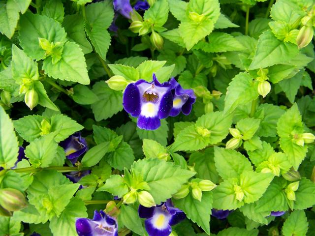 Picture of Torenia  CatalinaÂ® Midnight Blue Catalina Midnight Blue Wishbone Flower