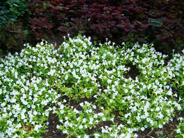 Picture of Torenia  CatalinaÂ® White Linen Catalina White Linen Wishbone Flower