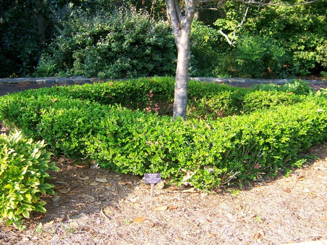 Picture of Buxus microphylla 'Winter Gem' Winter Gem Boxwood