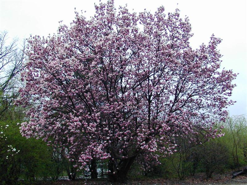 Picture of Magnolia x soulangeana  Saucer Magnolia