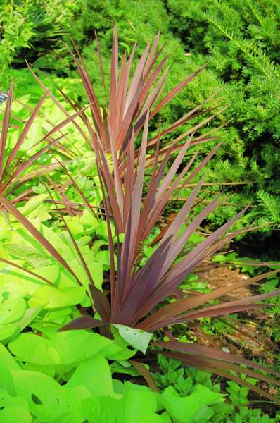 Picture of Cordyline australis 'Red Star' Red Star Cordyline