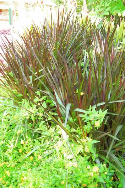 Picture of Pennisetum purpureum 'Princess' Princess Fountain Grass