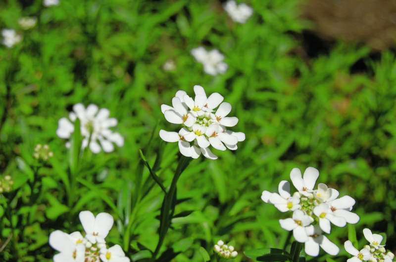 Picture of Iberis sempervirens  Evergreen Candytuft