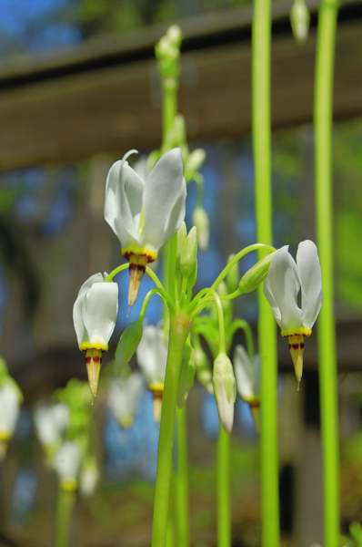 Picture of Dodecatheon meadia  Shooting Star