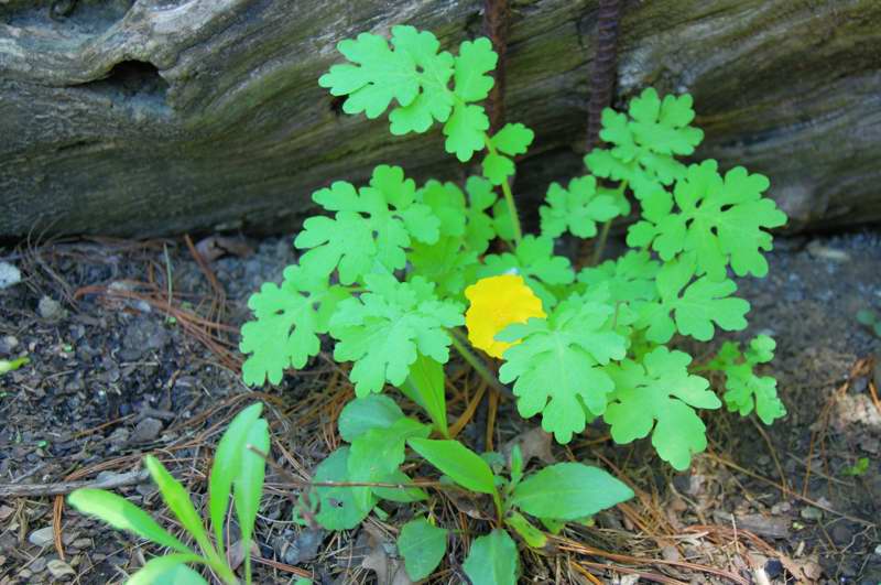 Picture of Hydrastis canadensis  Goldenseal