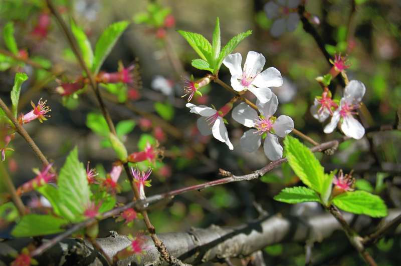 Picture of Prunus tomentosa  Nanking Cherry