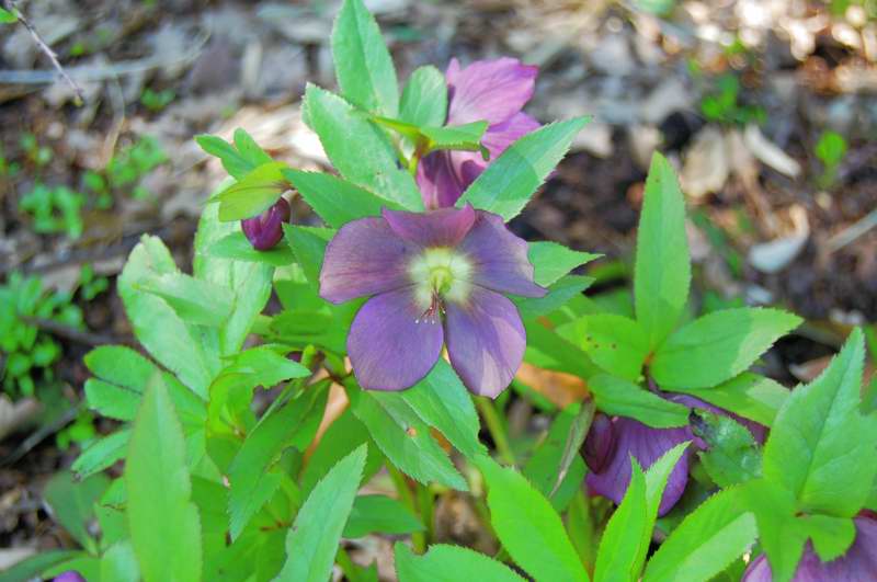 Picture of Helleborus%20x%20hybridus%20'Red%20Lady'%20Red%20Lady%20Lenten%20Rose