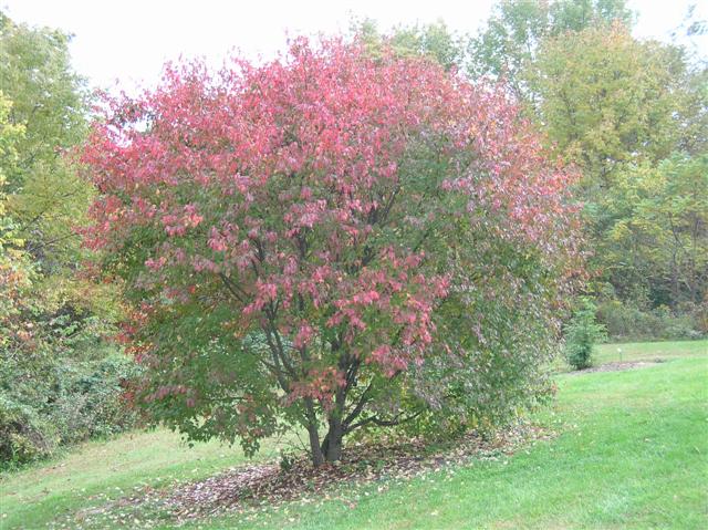Picture of Acer ginnala  Amur Maple