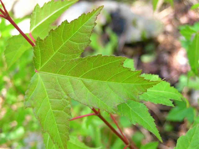 Picture of Acer ginnala  Amur Maple