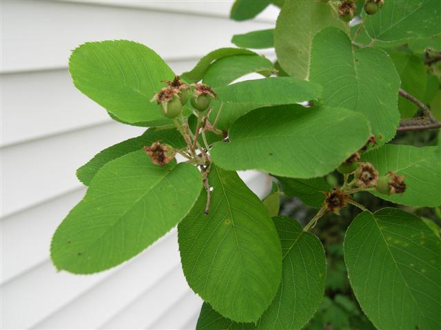 Picture of Amelanchier%20x%20grandiflora%20%20Apple%20Serviceberry