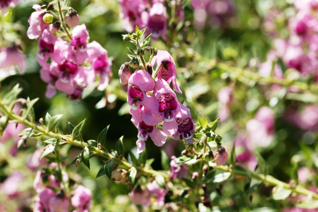 Picture of Angelonia augustifolia 'Appliqueâ„¢ Pink' Appliqueâ„¢ Pink Summer Snapdragon