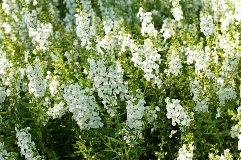 Picture of Angelonia augustifolia 'Serenaâ„¢ White' Serenaâ„¢ White Summer Snapdragon