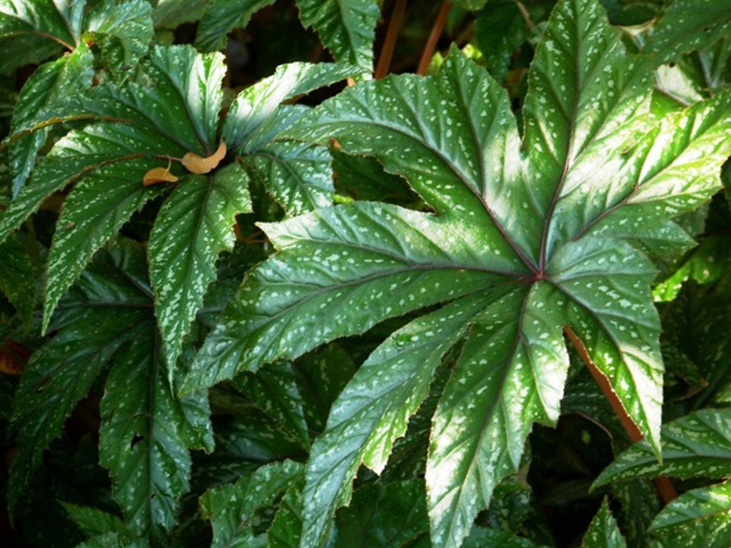 Picture of Begonia hybrida 'Gryphon' Gryphon Begonia