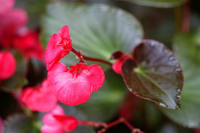 Picture of Begonia benariensis Whopper Rose with Bronze Leaf