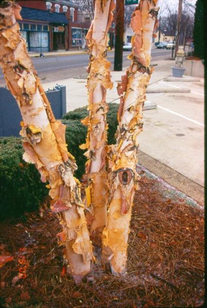 Picture of Betula nigra 'Cully' Heritageâ„¢ Heritage River Birch