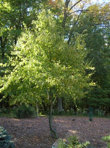 Picture of Betula alleghaniensis  Yellow Birch, Gray Birch
