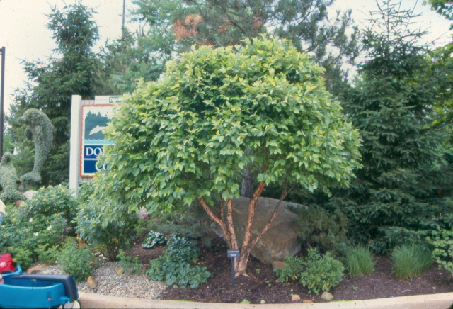 Picture of Betula nigra 'Little King' Fox Valleyâ„¢ River Birch