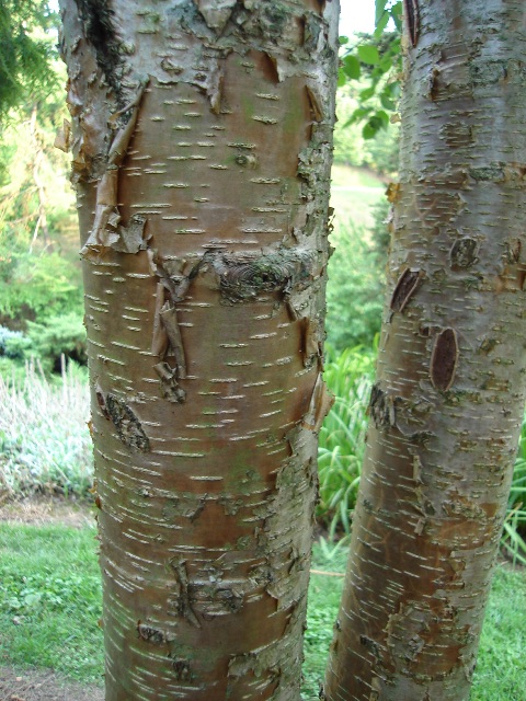 Picture of Betula lenta  Sweet Birch