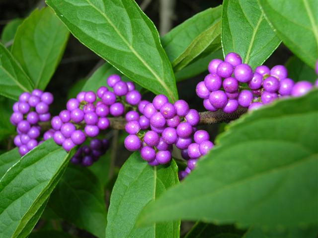 Picture of Callicarpa dichotoma  Purple Beautyberry