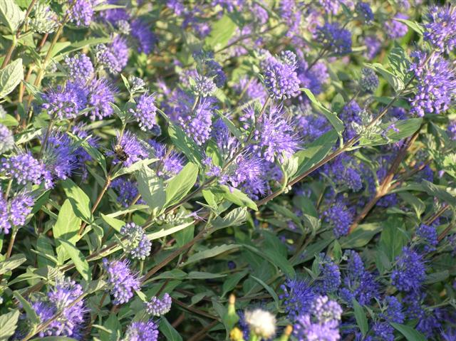 Picture of Caryopteris x clandonensis 'Worchester Gold' Blue Spirea, Bluebeard