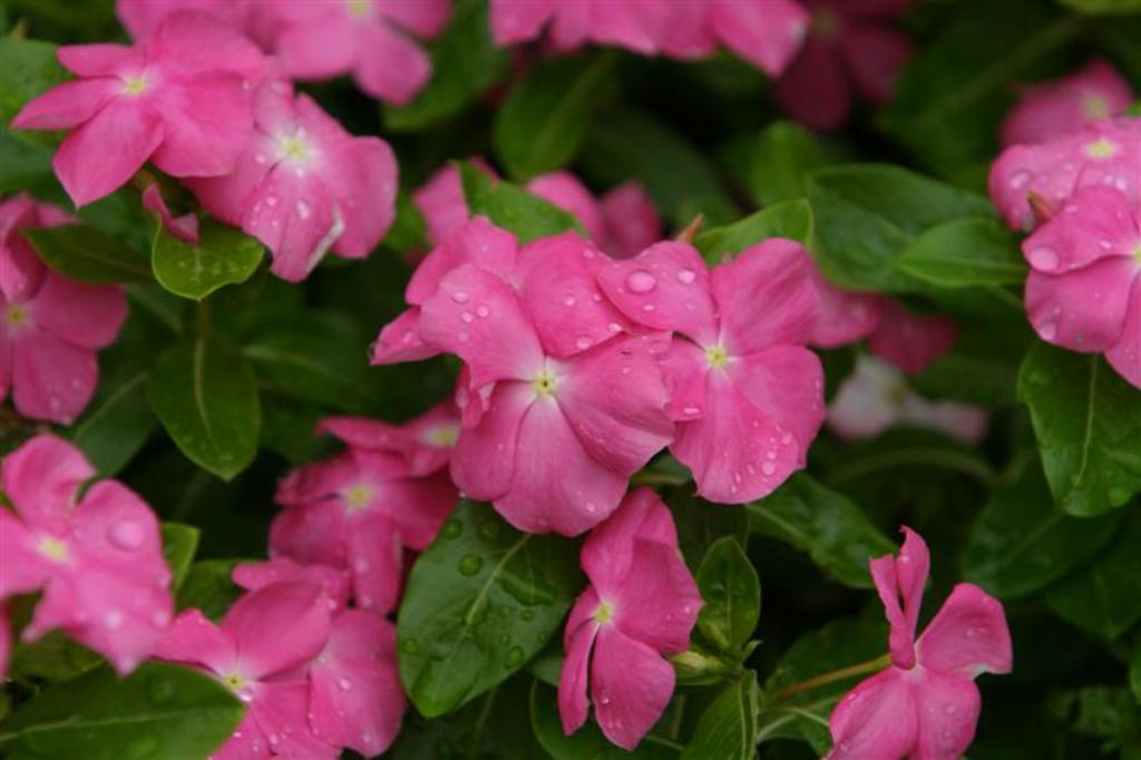 Picture of Catharanthus roseus 'First Kiss Think Pink' First Kiss Think Pink Vinca