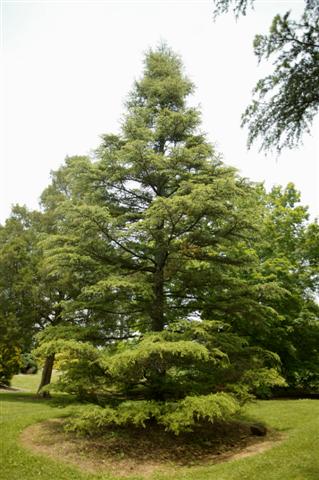 Picture of Cedrus libani  Cedar of Lebanon