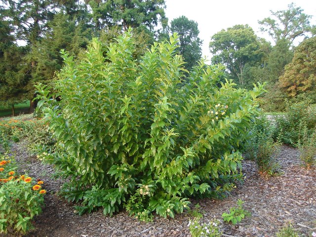 Picture of Cephalanthus occidentalis  Buttonbush